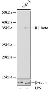 MAB-94634-1.jpg