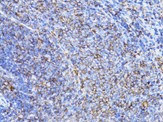 MAB-24008-3.jpg