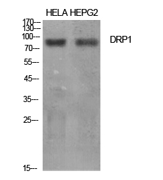 MAB-94733-1 (3)