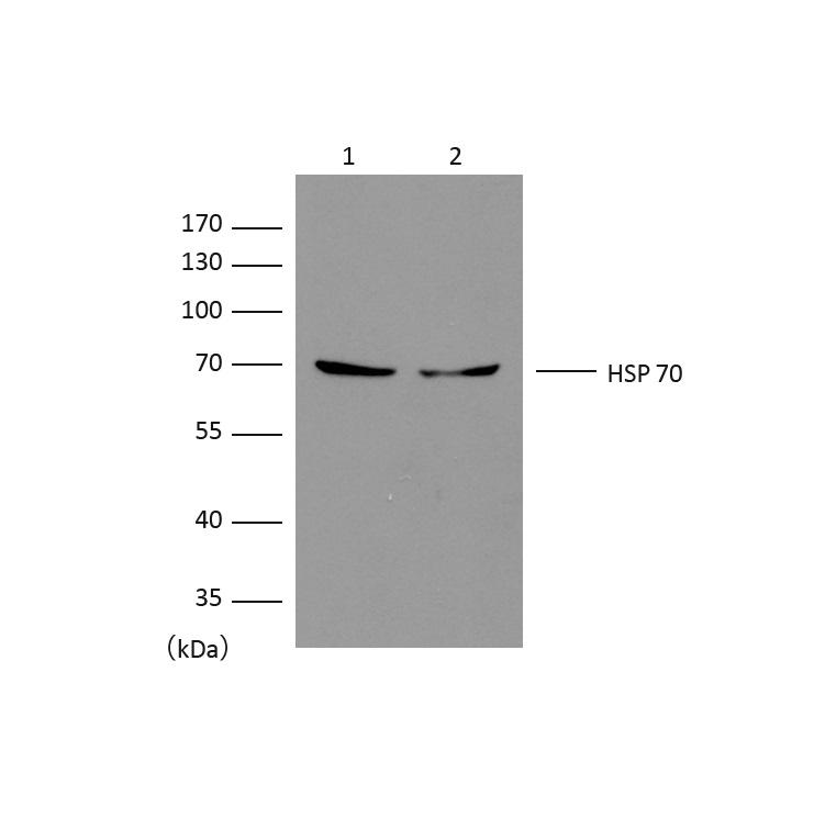 MAB-94941-2