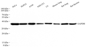 WB analysis of GAPDH. Sample: Protein treated by RIPA Lysis Buffer . Blocking buffer: 3% Nonfat dry milk in TBST, RT, 1h. Primary antibody: 1: 5000, 4℃ overnight. Secondary antibody: HRP conjugated Goat Anti-Rabbit lgG , 1: 5000, RT, 1h.