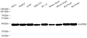 WB analysis of GAPDH. Sample: Protein treated by RIPA Lysis Buffer . Blocking buffer: 3% Nonfat dry milk in TBST, RT, 1h. Primary antibody: 1: 3000, 4℃ overnight. Secondary antibody: HRP conjugated Goat Anti-Rabbit lgG , 1: 3000, RT, 1h.