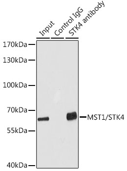 Immunoprecipitation analysis of 100 μg extracts of HepG2 cells using 3 μg MST1/STK4 antibody. Western blot was performed from the immunoprecipitate using MST1/STK4 antibody at a dilution of 1:1000.
