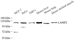 Western blot analysis of LAMP2 at dilution of 1: 500