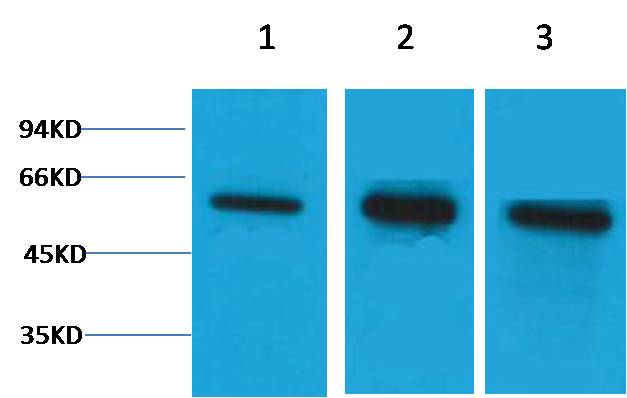 Western blot analysis of 1) Hela, 2)Mouse Brain, 3) Rat Brain tissue with diluted at 1:5,000.