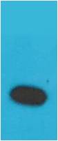 Western blot analysis of Recombinant Human TNF a Protein with TNF α Rabbit pAb diluted at 1:2,000.