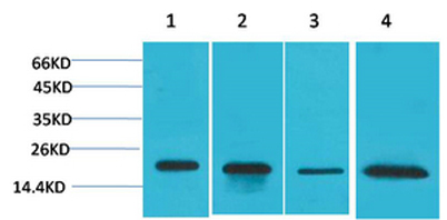 Western blot analysis of 1) Hela, 2) MCF7, 3) Mouse Brain Tissue, 4) Rat Brain Tissue using SOD1 Polyclonal Antibody. Secondary antibody(catalog#:RS0002) was diluted at 1:20000
