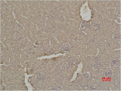Immunohistochemical analysis of paraffin-embedded Mouse Kidney Tissue using SOD1 Polyclonal Antibody.