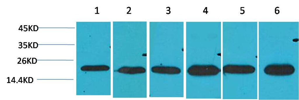 Western blot analysis of 1) Hela, 2)HepG2, 3)C2C12, 4) Mouse Liver Tissue, 5) Rat Brain Tissue, 6) Rat Liver Tissue with SOD2 Rabbit pAb diluted at 1:2,000.