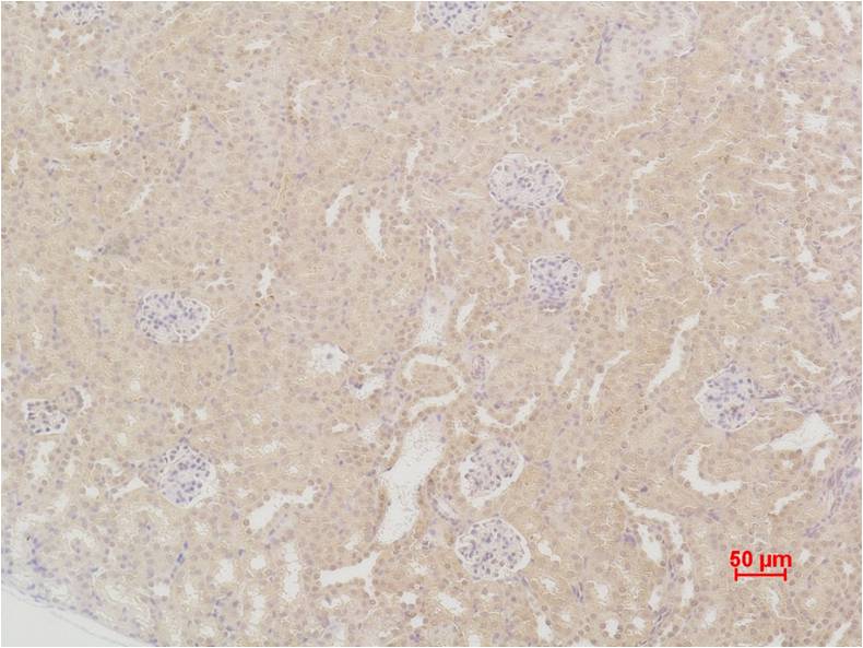 Immunohistochemical analysis of paraffin-embedded Mouse Kidney Tissue using SOD2 Rabbit pAb diluted at 1:200.