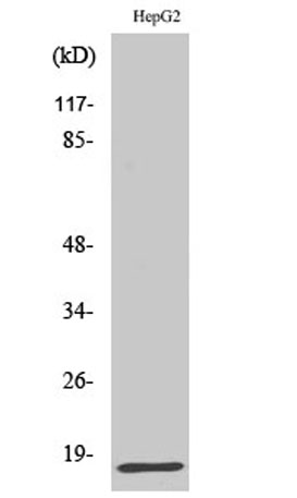 Western Blot analysis of various cells using IFN-γ Polyclonal Antibody diluted at 1:1000