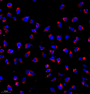 ICC analysis of.Tom20 red. Sample: HeLa, 4% PFA 20min. Blocking buffer: Blocking buffer: 3% BSA in PBS, RT, 30min. Primary antibody: 1: 1000, 4℃ overnight. Secondary antibody: Cy3 conjugated Goat Anti-Rabbit IgG , 1: 300, RT, 1h..