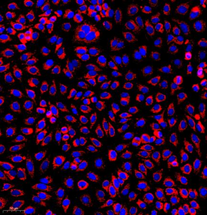 ICC analysis of.Tom20 red. Sample: HepG2, 4% PFA 20min. Blocking buffer: Blocking buffer: 3% BSA in PBS, RT, 30min. Primary antibody: 1: 1000, 4℃ overnight. Secondary antibody: Cy3 conjugated Goat Anti-Rabbit IgG , 1: 300, RT, 1h..