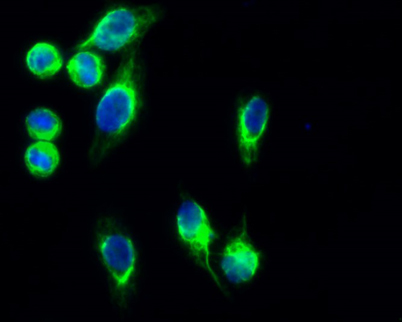 Immunofluorescence analysis of Hela cell. 1. GFAP Polyclonal Antibody(green) was diluted at 1:200 (4° overnight). 2. Goat Anti Rabbit Alexa Fluor 488 was diluted at 1:1000 (room temperature, 50min). 3. DAPI(blue) 10min.