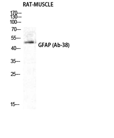 Western Blot analysis of RAT-MUSCLE cells using GFAP Polyclonal Antibody diluted at 1:2000
