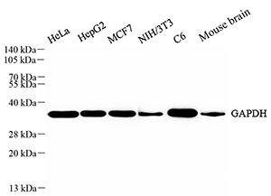 WB analysis of GAPDH . Sample: Protein treated by RIPA Lysis Buffer . Blocking buffer: 3% Nonfat dry milk in TBST, RT, 1h. Primary antibody: 1: 5000, 4℃ overnight. Secondary antibody: HRP Goat Anti-Rabbit lgG , 1: 5000, RT, 1h.