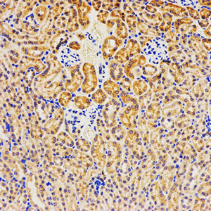 IHC analysis of GAPDH . Sample: Mouse kindey , 4% PFA 12-24h. Antigen retrieval: Citrate buffer ,98℃,20 min. Blocking buffer: 3% BSA in PBS , RT, 30min. Primary antibody: 1: 500, 4℃ overnight. Secondary antibody: HRP Goat Anti-Rabbit lgG , 1: 200 RT 1h.
