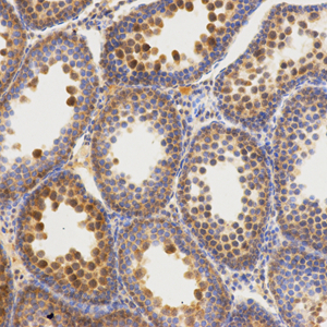 IHC analysis of GAPDH . Sample: Rat testis , 4% PFA 12-24h. Antigen retrieval: Citrate buffer ,98℃,20 min. Blocking buffer: 3% BSA in PBS , RT, 30min. Primary antibody: 1: 500, 4℃ overnight. Secondary antibody: HRP Goat Anti-Rabbit lgG , 1: 200 RT 1h.