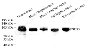 WB analysis of PSD95. Sample: Protein treated by RIPA Lysis Buffer . Blocking buffer: 3% Nonfat dry milk in TBST, RT, 1h. Primary antibody: 1: 500, 4℃ overnight. Secondary antibody: HRP conjugated Goat Anti-Mouse lgG , 1: 3000, RT, 1h.