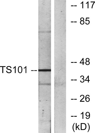 Western blot analysis of lysates from COS7 cells, using TS101 Antibody. The lane on the right is blocked with the synthesized peptide.