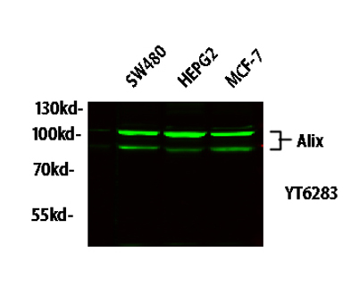 Western blot analysis of lysates from HT-29, NIH/3T3, and HepG2 cells, primary antibody was diluted at 1:1000, 4° over night, secondary antibody was diluted at 1:10000, 37° 1hour.