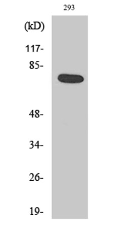 Western Blot analysis of A549 cells using Actinin-α1/2/3/4 Polyclonal Antibody diluted at 1:1000