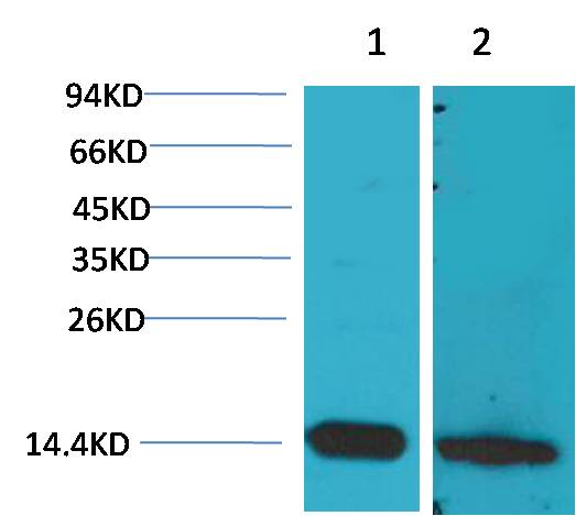 Western blot analysis of 1) Mouse Brain Tissue, 2) Rat Brain Tissue with S100β Rabbit pAb diluted at 1:2,000.