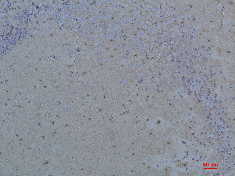 Immunohistochemical analysis of paraffin-embedded Rat Brain Tissue using S100 β Rabbit pAb diluted at 1:200.