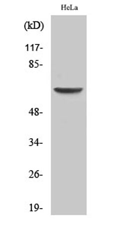 Western Blot analysis of various cells using EAAT1 Polyclonal Antibody