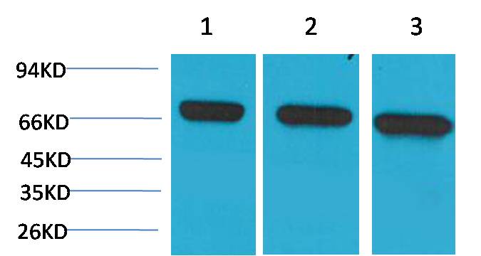 Western blot analysis of 1) Hela, 2)Mouse Brain Tissue, 3) Rat Brain Tissue with HSC70 Mouse mAb diluted at 1:2,000.