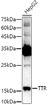 Western blot analysis of lysates from HepG2 cells, using TTR Rabbit Polyclonal Antibody at 1:1000 dilution. Secondary antibody: HRP-conjugated Goat anti-Rabbit IgG (H+L) at 1:10000 dilution. Lysates/proteins: 25μg per lane. Blocking buffer: 3% nonfat dry milk in TBST. Detection: ECL Enhanced Kit. Exposure time: 180s.