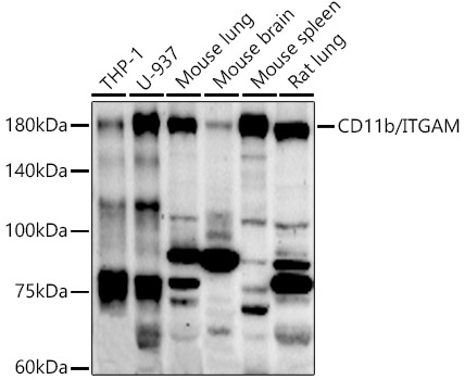 Western blot analysis of various lysates using CD11b/ITGAM Rabbit pAb at 1:500 dilution. Secondary antibody: HRP-conjugated Goat anti-Rabbit IgG (H+L) at 1:10000 dilution. Lysates/proteins: 25μg per lane. Blocking buffer: 3% nonfat dry milk in TBST. Detection: ECL Enhanced Kit . Exposure time: 90s.