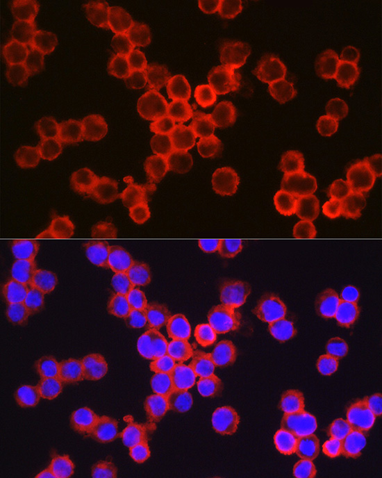 Immunofluorescence analysis of TF-1 cells using CD11b/ITGAM Rabbit pAb at dilution of 1:100 (40x lens). Secondary antibody: Cy3-conjugated Goat anti-Rabbit IgG (H+L) at 1:500 dilution. Blue: DAPI for nuclear staining.