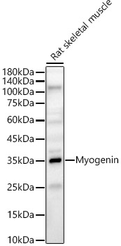 Western blot analysis of lysates from Rat skeletal muscle, using Myogenin Rabbit pAb at 1:1000 dilution. Secondary antibody: HRP-conjugated Goat anti-Rabbit IgG (H+L) at 1:10000 dilution. Lysates/proteins: 25μg per lane. Blocking buffer: 3% nonfat dry milk in TBST. Detection: ECL Basic Kit Exposure time: 30s.