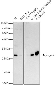 Western blot analysis of various lysates, using Myogenin Rabbit pAb at 1:1000 dilution. Secondary antibody: HRP-conjugated Goat anti-Rabbit IgG (H+L) at 1:10000 dilution. Lysates/proteins: 25μg per lane. Blocking buffer: 3% nonfat dry milk in TBST. Detection: ECL Basic Kit. Negative control (NC): 293T,NIH/3T3 Exposure time: 30s.