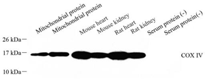 Western blot analysis of COX IV at dilution of 1: 750