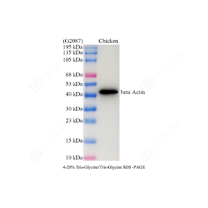 WB analysis of beta Actin . Sample: Protein treated by RIPA Lysis Buffer . Blocking buffer: 3% Nonfat dry milk in TBST, RT, 1h. Primary antibody: 1: 3000, 4℃ overnight. Secondary antibody: HRP conjugated Goat Anti-Mouse lgG , 1: 3000, RT, 1h.
