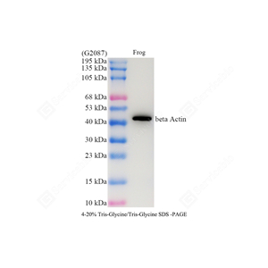 WB analysis of beta Actin . Sample: Protein treated by RIPA Lysis Buffer . Blocking buffer: 3% Nonfat dry milk in TBST, RT, 1h. Primary antibody: 1: 3000, 4℃ overnight. Secondary antibody: HRP conjugated Goat Anti-Mouse lgG , 1: 3000, RT, 1h.