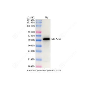WB analysis of beta Actin . Sample: Protein treated by RIPA Lysis Buffer . Blocking buffer: 3% Nonfat dry milk in TBST, RT, 1h. Primary antibody: 1: 3000, 4℃ overnight. Secondary antibody: HRP conjugated Goat Anti-Mouse lgG , 1: 3000, RT, 1h.