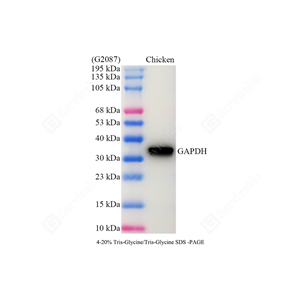 WB analysis of GAPDH . Sample: Protein treated by RIPA Lysis Buffer . Blocking buffer: 3% Nonfat dry milk inTBST,RT,1h. Primaryantibody:1: 5000,4℃ overnight. Secondaryantibody: HRP Goat Anti-Mouse lgG , 1: 5000, RT, 1h.
