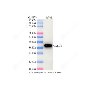 WB analysis of GAPDH . Sample: Protein treated by RIPA Lysis Buffer . Blocking buffer: 3% Nonfat dry milk inTBST,RT,1h. Primaryantibody:1: 5000,4℃ overnight. Secondaryantibody: HRP Goat Anti-Mouse lgG , 1: 5000, RT, 1h.