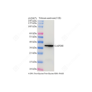 WB analysis of GAPDH . Sample: Protein treated by RIPA Lysis Buffer . Blocking buffer: 3% Nonfat dry milk inTBST,RT,1h. Primaryantibody:1: 5000,4℃ overnight. Secondaryantibody: HRP Goat Anti-Mouse lgG , 1: 5000, RT, 1h.