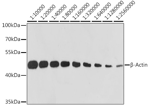 Western blot analysis of lysates from HeLa cells, using β-Actin Rabbit mAb at 1:10000-1:75000 dilution. Secondary antibody: HRP-conjugated Goat anti-Rabbit IgG (H+L) at 1:10000 dilution. Lysates/proteins: 25μg per lane. Blocking buffer: 3% nonfat dry milk in TBST. Detection: ECL West Pico Plus. Exposure time: 10s.