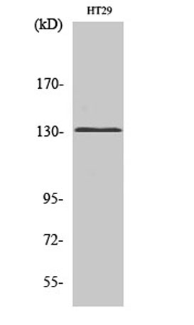 Western Blot analysis of various cells using mGluR5 Polyclonal Antibody diluted at 1:1000