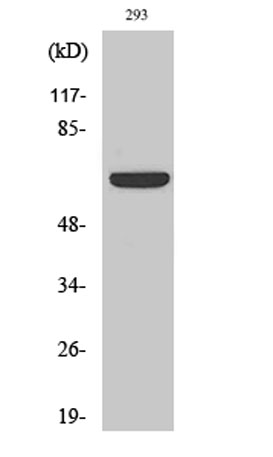 Western Blot analysis of various cells using Kv1.3 Polyclonal Antibody diluted at 1:500