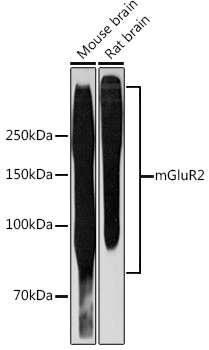 Western blot analysis of various lysates using mGluR2 Rabbit mAb at 1:1000 dilution. Secondary antibody: HRP-conjugated Goat anti-Rabbit IgG (H+L) at 1:10000 dilution. Lysates/proteins: 25μg per lane. Blocking buffer: 3% nonfat dry milk in TBST. Detection: ECL West Pico Plus. Exposure time: 3min.