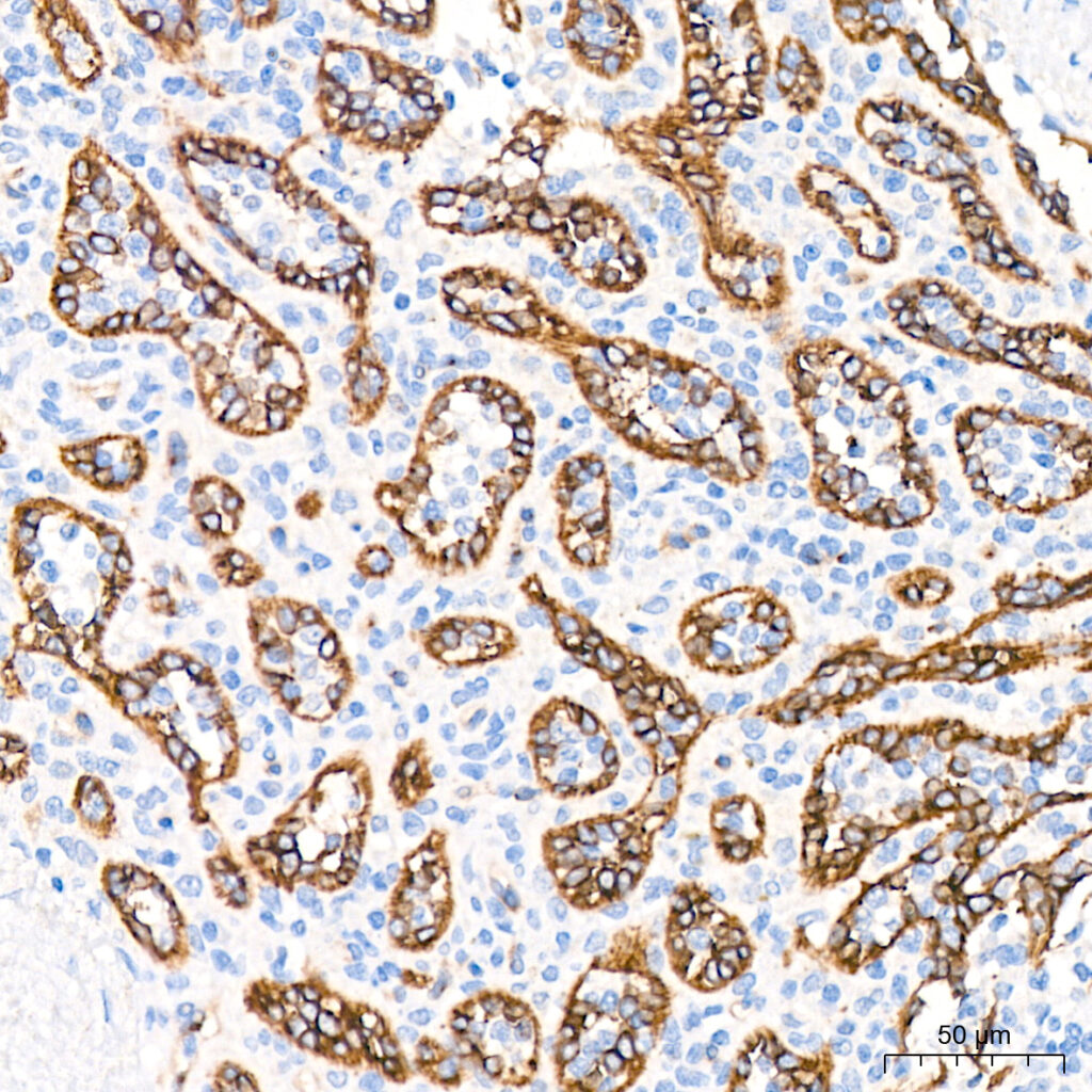 Immunohistochemistry analysis of paraffin-embedded Human spleen tissue using eNOS Rabbit mAb at a dilution of 1:200 (40x lens). High pressure antigen retrieval performed with 0.01M Citrate buffer (pH 6.0) prior to IHC staining.