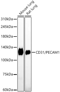 Western blot analysis of various lysates, using CD31/PECAM1 Rabbit mAb at 1:12500 dilution. Secondary antibody: HRP-conjugated Goat anti-Rabbit IgG (H+L) at 1:10000 dilution. Lysates/proteins: 25μg per lane. Blocking buffer: 3% nonfat dry milk in TBST. Detection: ECL West Pico Plus. Exposure time: 180s.