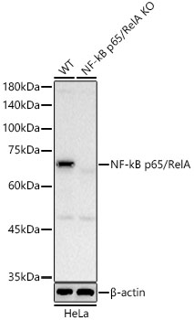 Western blot analysis of lysates from wild type(WT) and NF-kB p65/RelA knockout (KO)HeLa cells, using [KO Validated] NF-kB p65/RelA Rabbit mAb at 1:10000 dilution.Secondary antibody: HRP-conjugated Goat anti-Rabbit IgG (H+L) at 1:10000dilution. Lysates/proteins: 25μg per lane. Blocking buffer: 3% nonfat dry milk in TBST.Detection: ECL West Pico Plus. Exposure time: 10s.