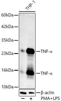 Western blot analysis of lysates from THP-1 cells, using TNF-α Rabbit pAb at 1:1000 dilution. THP-1 cells were treated with PMA/TPA (80 nM) at 37℃ for overnight and LPS (1 μg/ml) at 37℃ for 6 hours. Secondary antibody: HRP-conjugated Goat anti-Rabbit IgG (H+L) at 1:10000 dilution. Lysates/proteins: 25μg per lane. Blocking buffer: 3% nonfat dry milk in TBST. Detection: ECL West Pico Plus. Exposure time: 60s.